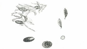 Bitki illustrasyonlari