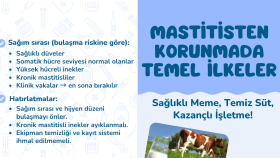 Broşür tasarımı yaparım