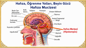 1.POPÜLER İÇERİK ÖRNEĞİ (Beyin, Hafıza ve Öğrenme Yolları) )