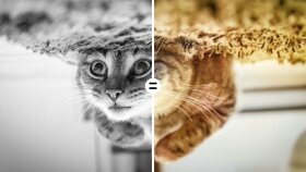 B&W Fotoğraf Renklendirme
