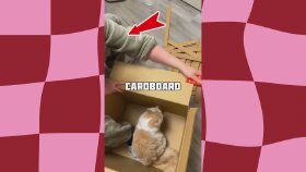YouTube Shorts Kedi Kanalı Video Editi