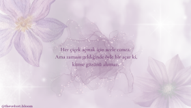 The Velvet Bloom sosyal medya tasarımı