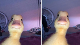 Fotoğraf netleştirme