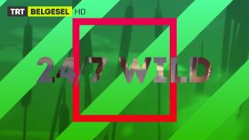 TRT Belgesel 7/24 Vahşi Yaşam Fragman Seslendirme