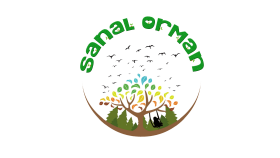 Logo Tasarımları