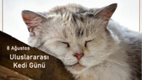 Sosyal Medya İçerik Tasarımlarım