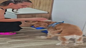Pawpall ugc içerik 