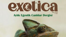 Exotica Dergi Kapağı Seri Tasarımları