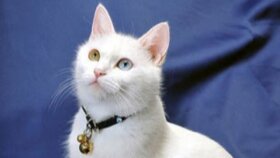 Kedi Bakımında Dikkat Edilecek Noktalar