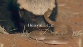 İngilizce seslendirme (Amerikan Aksanı)
