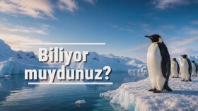 Belgesel Anlatımı Demo | Penguenler