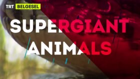 TRT Belgesel - Süper Dev Hayvanlar - Fragman