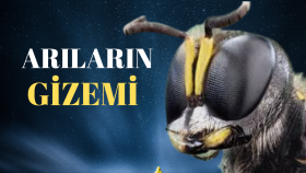 Küçük Resimler