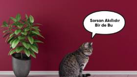 Şımart Teknoloji Sosyal Medya Animasyon