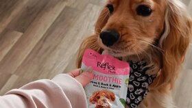 reflex içerik üretimi