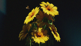 Album Cover Art