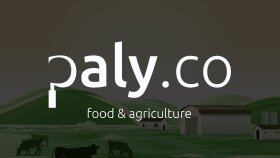 Palyco Tarım Konsept Logo Tasarımı
