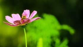Dekupe - Fotoğraf Düzenleme