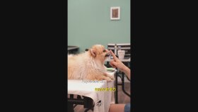 Paw ART -Reels 