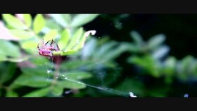VIDEO KURGUSU | EDIUS | CUT UZMANI | JUMP CUT