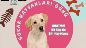 SOKAK HAYVANLARI GÜNÜ