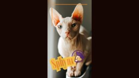 Mascota - Petshop Instagram