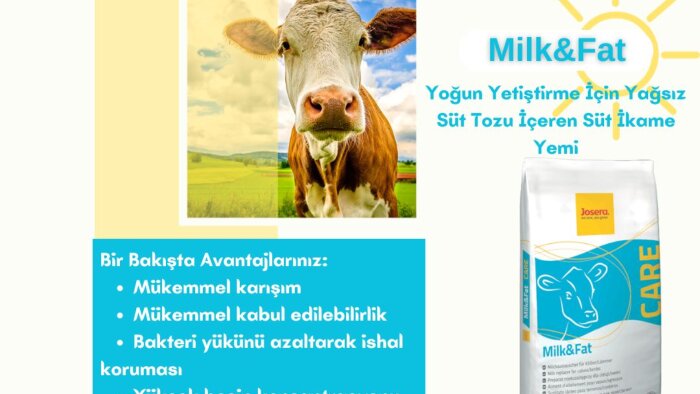 markaları yaratıcı ve estetik bir şekilde yansıtıyorum
