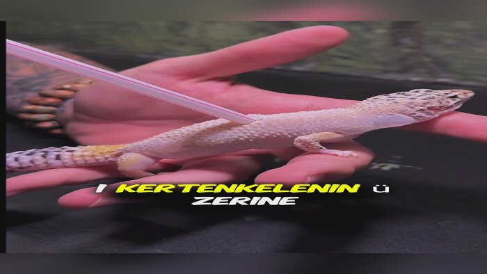 videolarınızı editleyebilirim