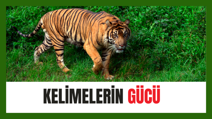 metin yazarlığı yaparım