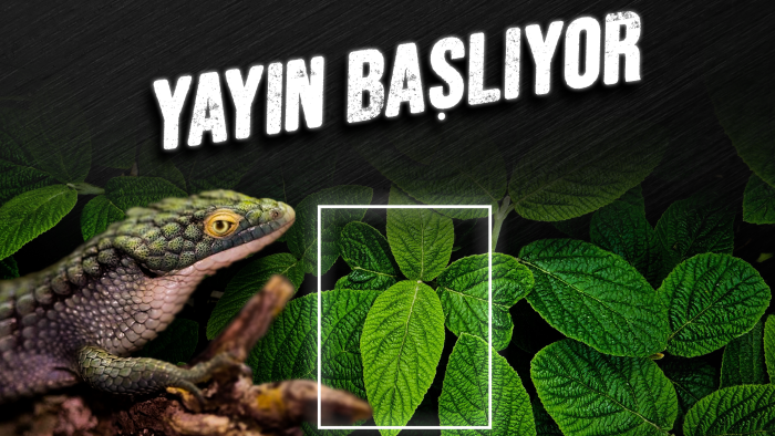 yayıncılara hayalindeki tasarımları sunuyorum