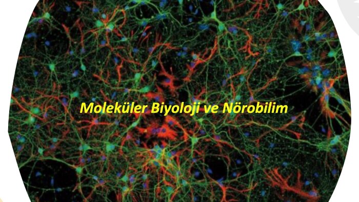 biyolojik bilimlerde literatür ve çeviri desteği verebilirim