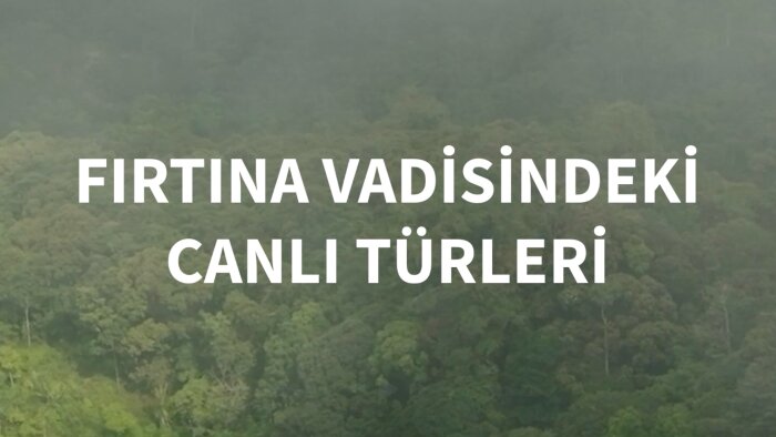 sizlere etkileyici belgesel seslendirmesi yapabilirim