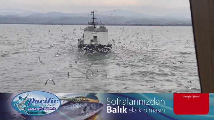 kanalınızın videolarını editleyebilirim