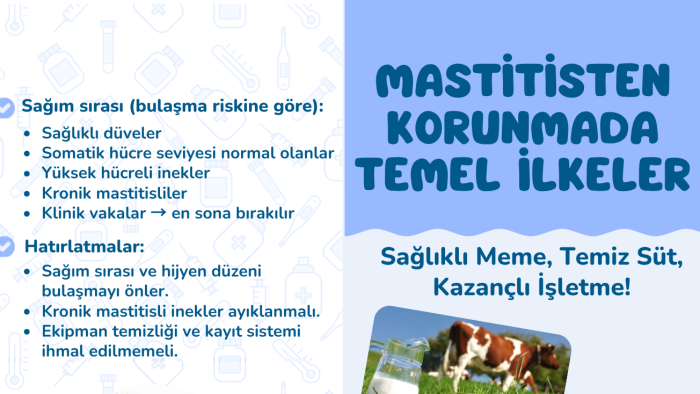 Broşür tasarımı yaparım