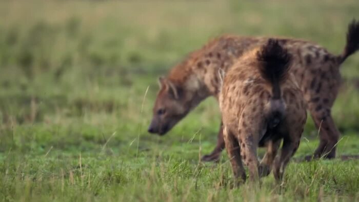 ekibimle tüm video kurgu montaj işlerinizi yapabilirim