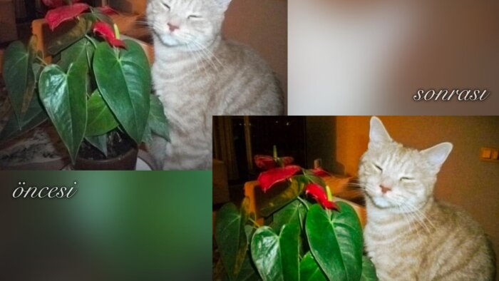 fotoğrafına istediğin duyguyu aktarıp düzenlerim