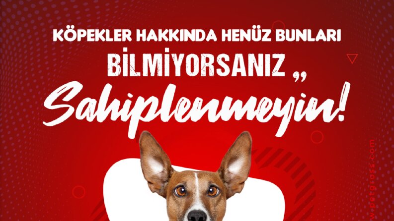 Petgross sosyal medya yönetimi