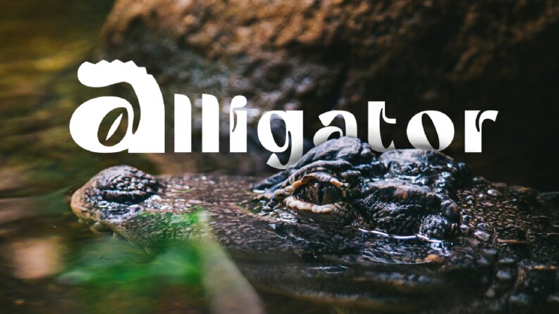 Alligator - Konsept Logo Çalışması