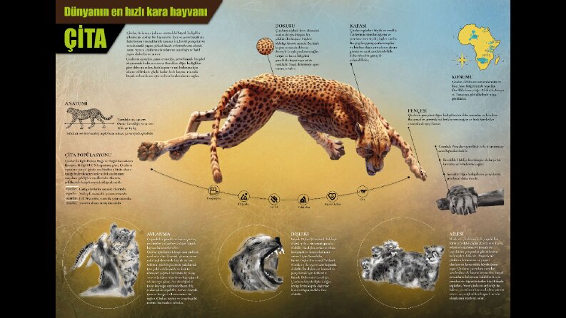 İnfografik tasarımı
