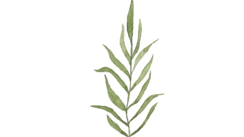 İş örneğim