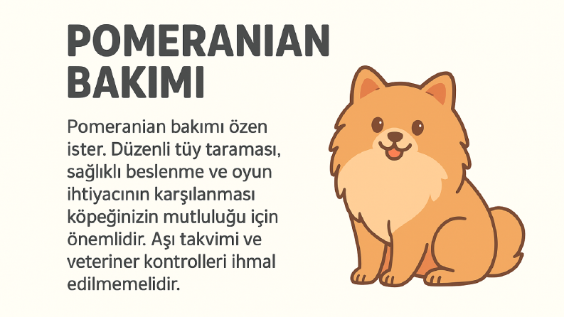 Pomeranian Köpek Bakımı 