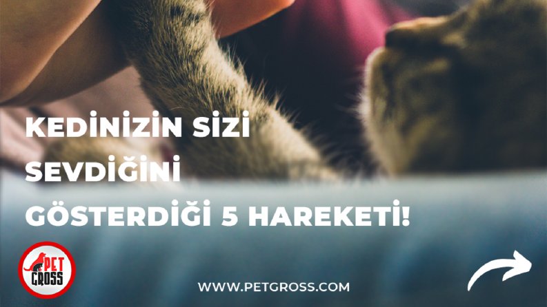 Sosyal medya yönetimi