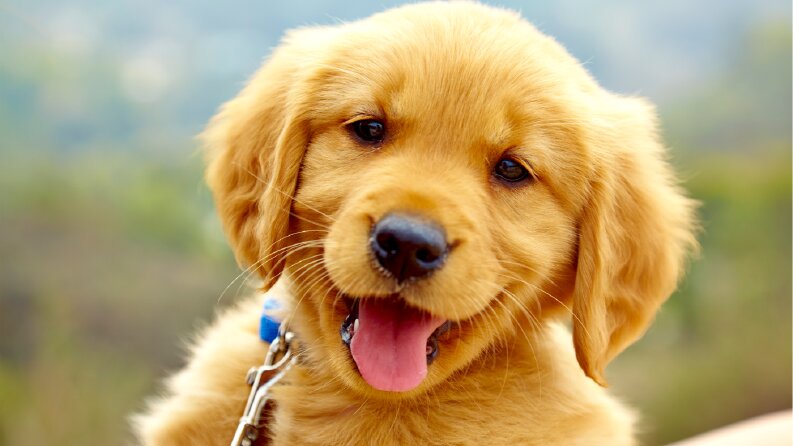Dogs Breeds Recognition App