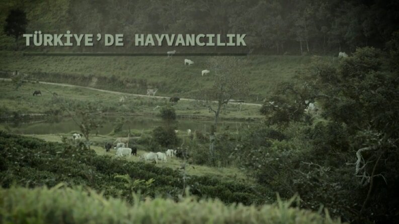 Türkiye'de hayvancılık adı altında bir uzun metraj belgesel 