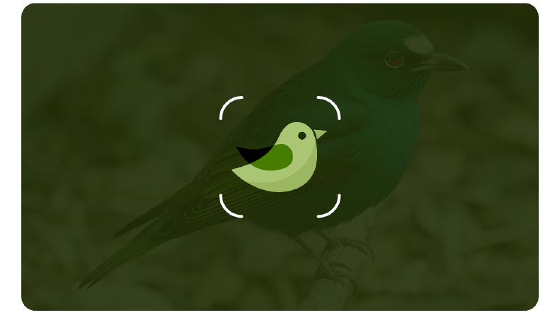 Bird Identifier App Icon