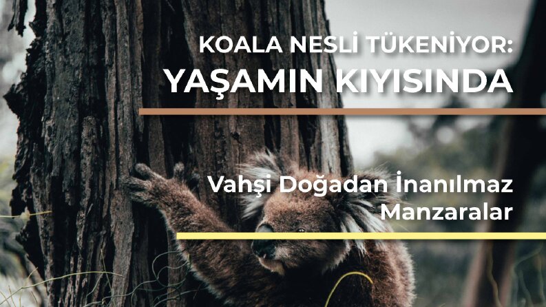 Dergi Tasarımı
