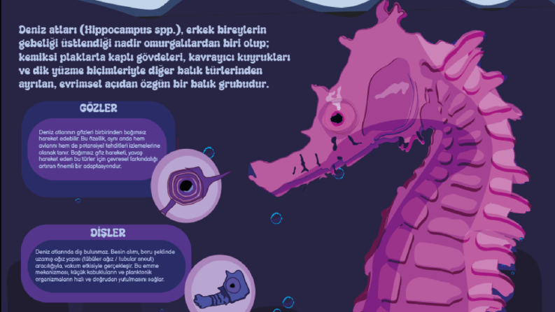 Deniz atı infografik