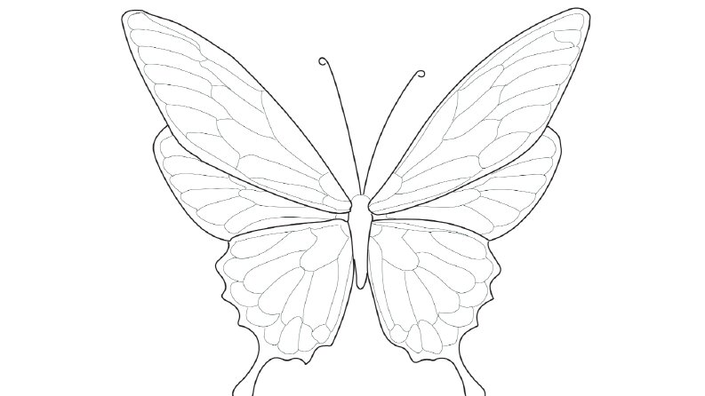 Profesyonel Line Art