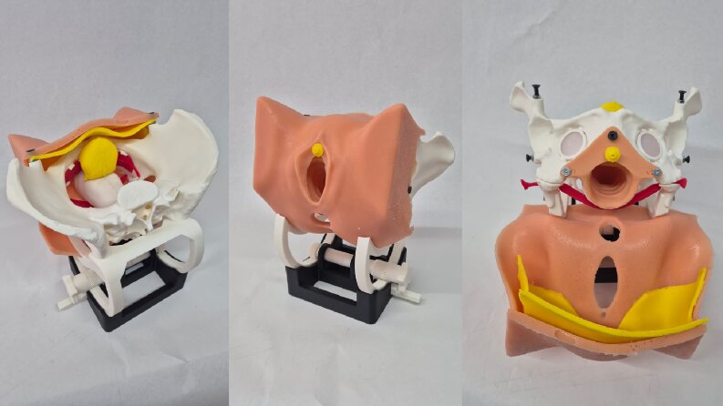 Anatomik Modellemeler