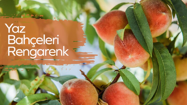 Truagro Sosyal Medya Post Tasarımı